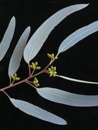 Image result for Eucalyptus camaldulensis