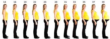 Pregnancy Size By Week Lovetoknow