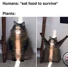 Science Memes On Instagram Photosynthesis Sciencememes Sciencemem Funny Animal Memes Funny Relatable Memes Really Funny Memes