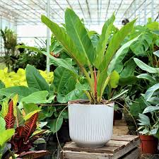 50cm Philodendron Fatboy Rare House Plant 19cm Pot 50cm Height