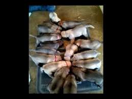 We are the best breeder in india for kurdish kangal. Kangal Dogs For Sale By Rockymountainkangal