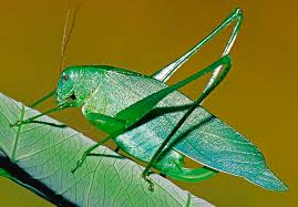 The distribution range of scudderia furcata includes central america and north america. Fork Tailed Bush Katydid Photograph By Millard H Sharp