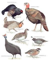 Guinea Fowl Birds That Look Like Turkeys Pin By Deborah Piper Slaughter On Painting Pet Birds World Birds Backyard Birds
