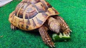 Sind diese gut, dann treten auch keine verhaltensstörungen bei den mitunter wird bei der haltung einer schildkröte auf terrarien und gehege verzichtet und die schildkröte läuft frei in der wohnung oder garten rum. Schildkrote Rennt Bei Uns Durch Die Wohnung Youtube