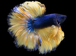 We did not find results for: 32 Types Of Betta Fish Patterns Colors Tails With Pictures Pet Keen