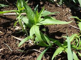 Image result for Guizotia scabra