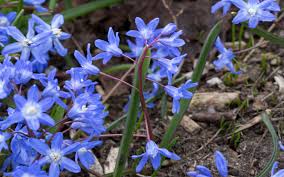 We did not find results for: Chionodoxa Forbesii Blue Flowers Perennial Flowering Plants From Southwestern Turkey That Bloom In The Early Spring Wallpapers13 Com