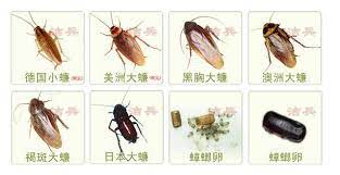有螳螂、 蜣螂、 蟑螂、 蚂螂 a beetle name。 如: æ»…èŸ'èž‚ç°¡å–®æœ‰æ•ˆçš„æ–¹æ³• æ¯æ—¥é ­æ¢