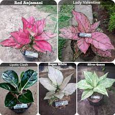 Jual Tanaman Hias Bunga Aglonema Paket 5 Jenis Wer12 Online Maret 2021 Blibli 105 alamat baja ringan di seluruh indonesia. tanaman hias bunga aglonema paket 5 jenis wer12