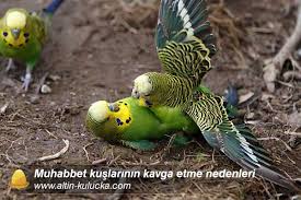 muhabbet kuslarinin kavga sebebi muhabbet kusu bakimi altin kulucka
