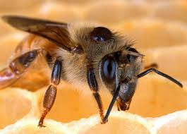 This publication is designed to assist beekeepers in learning to recognize the symptoms of common maladies of the honey bee and to administer approved. Common Bee Pests And Diseases Beekeeping 101 The Old Farmer S Almanac
