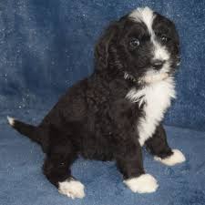 Our puppies are $3000 with a $500 deposit. Bernedoodles Bernese Mountain Dogs Of The Open Prairie Hello Our Name S Are Willard Edna And We Live Bernese Mountain Dog Mountain Dogs Bernedoodle Puppy