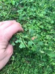 Image result for Indigofera circinella