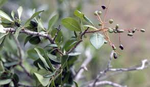 Image result for Apodytes dimidiata