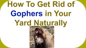 There are a few things you can add to your garden beds or the entry ways of gophers to deter them from coming back. How To Get Rid Of Gophers In Your Yard How To Get Rid Of Gophers And Moles Naturally Youtube