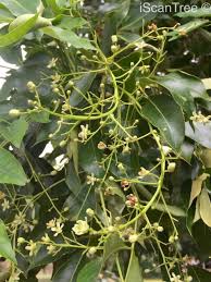 Image result for Ekebergia capensis