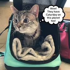 You guys have made lolcats the biggest cat meme gallery on the internet by adding more and more cat memes to it every single day. Lolcats Caturday Lol At Funny Cat Memes Funny Cat Pictures With Words On Them Lol Cat Memes Funny Cats Funny Cat Pictures With Words On