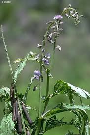 Image result for Crotalaria parvula