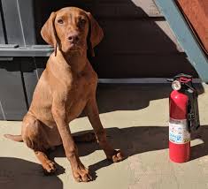 Young puppies have short attention spans but you can expect them to begin to learn simple obedience commands such as sit, down, and stay, as young as 7 to 8 weeks of age. Is Your Dog Suddenly Afraid Of Familiar Things The Light Of Dog