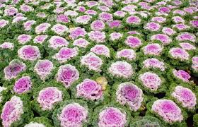 The leaves have attractive textured and ruffled leaves. Brassica Oleracea Ornamental Cabbage Stock Image Colourbox