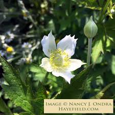 Image result for Aneilema johnstonii