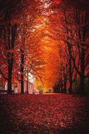 Fall Season Wallpaper Hd Here at downloadwallpaper.org you can get lakhs of free wallpapers for your device. wikipedia