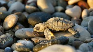 Only the best animals wallpapers. Wallpaper Of Baby Animals Posted By John Cunningham