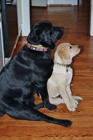 Quality stocky, blocky labradors retrievers with excellent temperaments. Pin Em Happy Pups