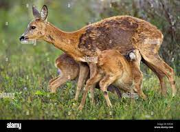 Doe sucking its hi-res stock photography and images - Alamy