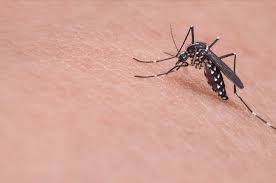 The simplest procedure is that followed by many species of anopheles; Disease Carrying Mosquito Thrives In Istanbul Daily Sabah