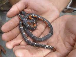 Philippine Coral Snake Or Calliophis Is A Genus Of Venomous Elapid Snakes One Of Several Known Commonly As Oriental Coral Snakes Or Coral Snake Snake Coral