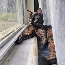 My Black Cat Is Turning Brown Mildlyinteresting