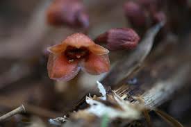 Image result for Gastrodia ballii