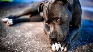 Visit gridlock bullies to get a quality blue nose pitbull puppies for sale. Blue Nose Pitbull Breed Information Facts Puppy Costs More