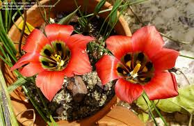 Image result for Romulea congoensis