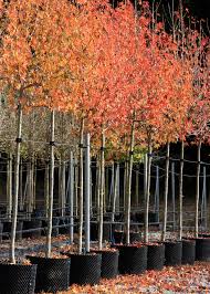 Image result for Liquidambar