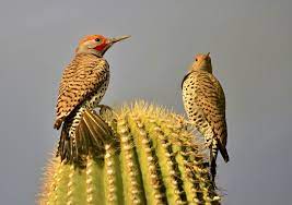 Buenos aires national wildlife refuge is southwest of tucson, on the western edge of southeastern arizona. Message Birdforum Gallery Desert Art Nature Birds Beautiful Butterflies