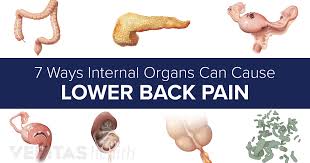 Left sided organ pain may originate from the kidneys, pancreas, colon, or uterus. Slideshow 7 Ways Internal Organs Can Cause Lower Back Pain Slideshow
