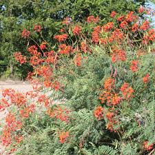 Image result for Caesalpinia rostrata