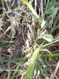Image result for Eragrostis cilianensis