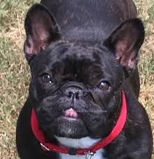 Puppyfinder.com is your source for finding an ideal french bulldog puppy for sale near los angeles, california, usa area. French Bulldog Colors Arlees French Bulldogs
