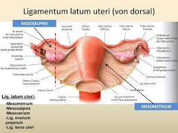 Người mang tuổi này thường điềm tĩnh và rất kiên định nhưng rất bướng bỉnh. Ligamentum Teres Uteri Ligamentum Teres Hepatis Doccheck Flexikon Synonyms For Ligamentum Teres Uteri Alihadihasantiro