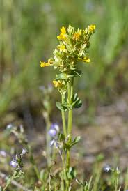 Image result for Sebaea leiostyla