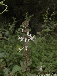 Image result for Orthosiphon thymiflorus