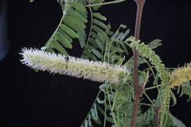 Image result for Prosopis juliflora