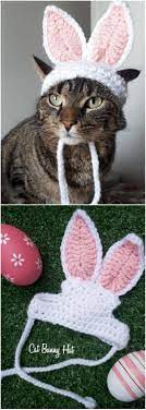Pin On Cats Kittens Breeds