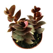 Image result for Cyanotis