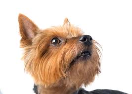 Maybe you would like to learn more about one of these? Mini Yorkshire Terriers Everything You Could Want To Know Embora Pets