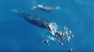 La Reunion Une Baleine Attaque Des Baigneurs Trop Curieux