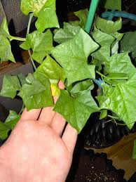 Image result for Gerrardanthus lobatus